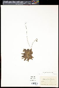 Pinguicula elatior image