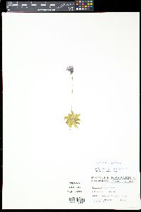 Pinguicula caerulea image