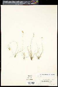 Pinguicula filifolia image