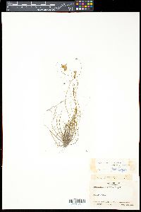 Pinguicula filifolia image