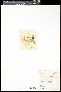 Media resource of Pinguicula filifolia