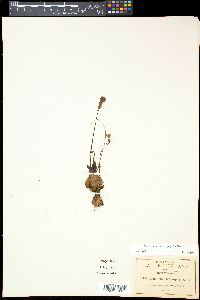 Pinguicula heterophylla image