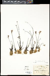 Pinguicula heterophylla image
