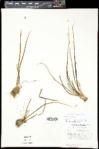 Pinguicula heterophylla image