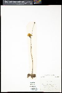 Pinguicula lutea image