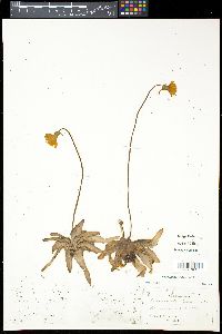 Pinguicula lutea image