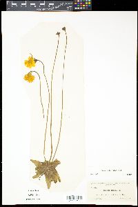 Pinguicula lutea image
