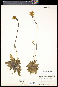 Pinguicula lutea image