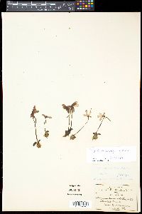 Pinguicula caudata image