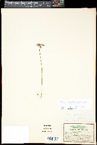 Pinguicula orchidioides image