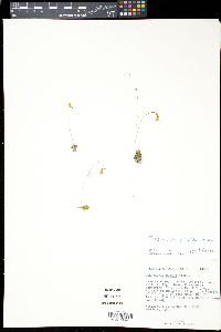 Pinguicula pumila image
