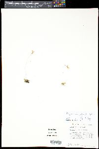Pinguicula pumila image