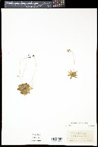 Pinguicula pumila image