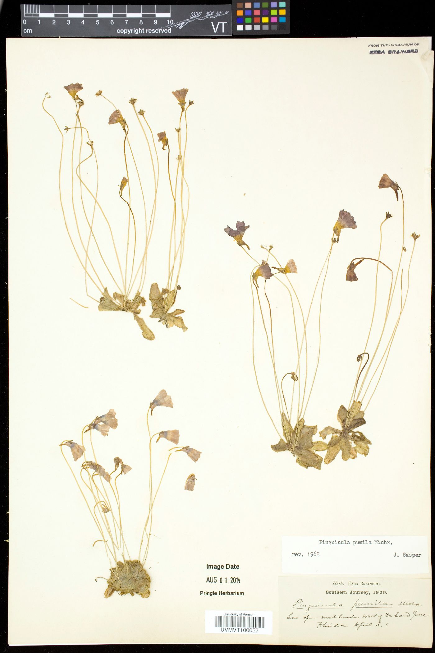 Pinguicula pumila image