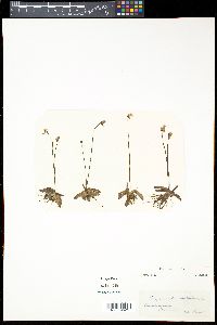 Pinguicula alpina image