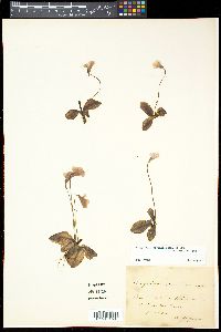 Media resource of Pinguicula corsica