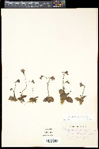 Pinguicula grandiflora image