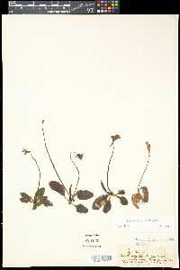 Pinguicula grandiflora image