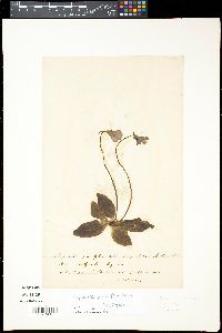 Media resource of Pinguicula grandiflora