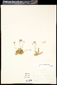 Pinguicula crystallina image