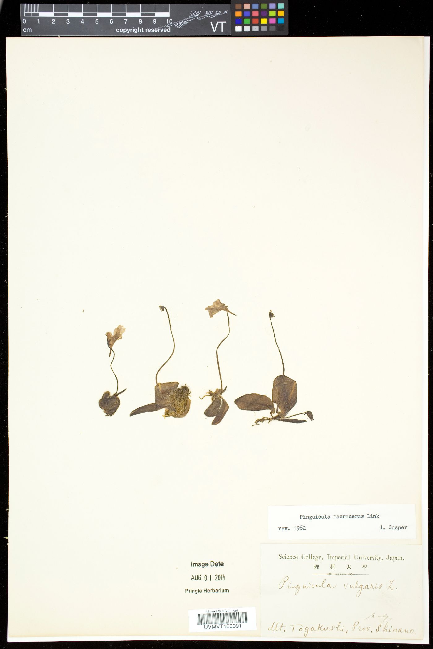 Pinguicula macroceras image