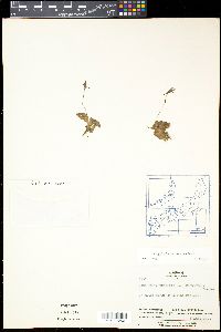 Pinguicula macroceras image