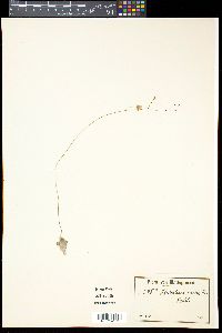 Media resource of Utricularia amethystina
