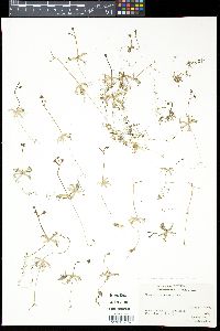 Utricularia radiata image