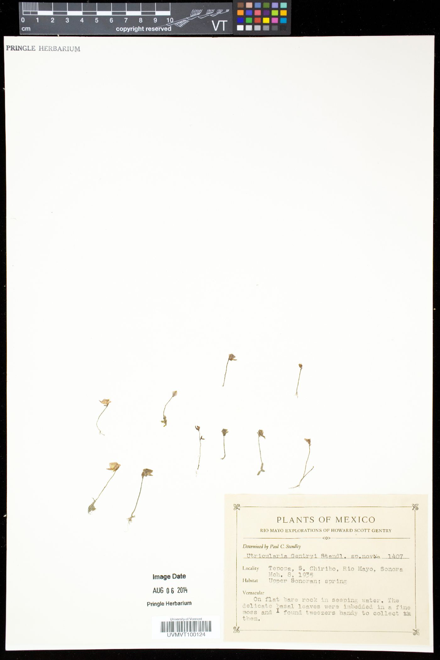 Utricularia gentryi image