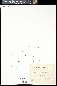 Media resource of Utricularia gentryi