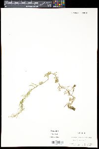 Utricularia geminiscapa image
