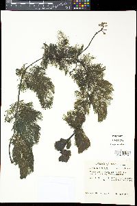 Utricularia foliosa image