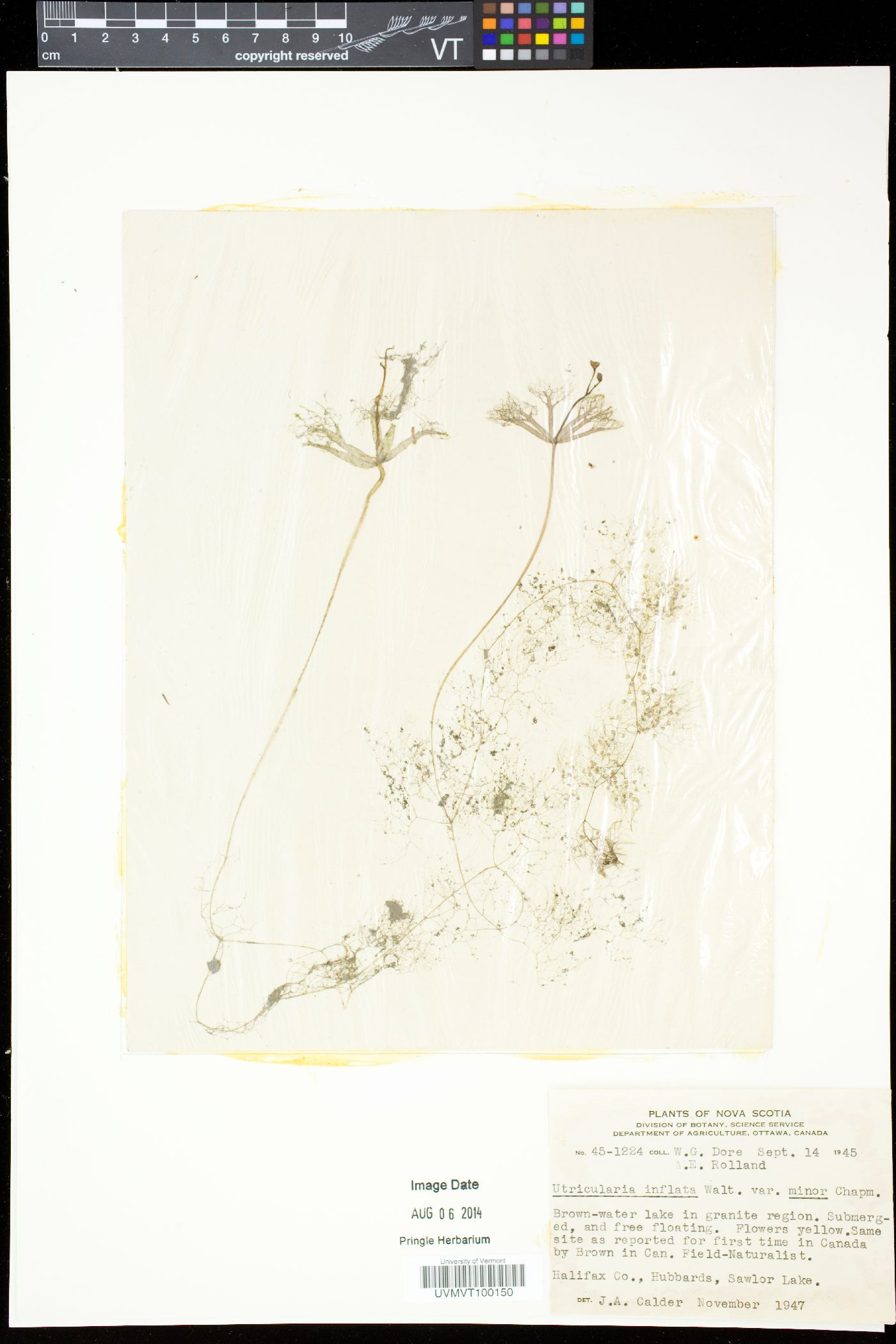 Utricularia inflata var. minor image