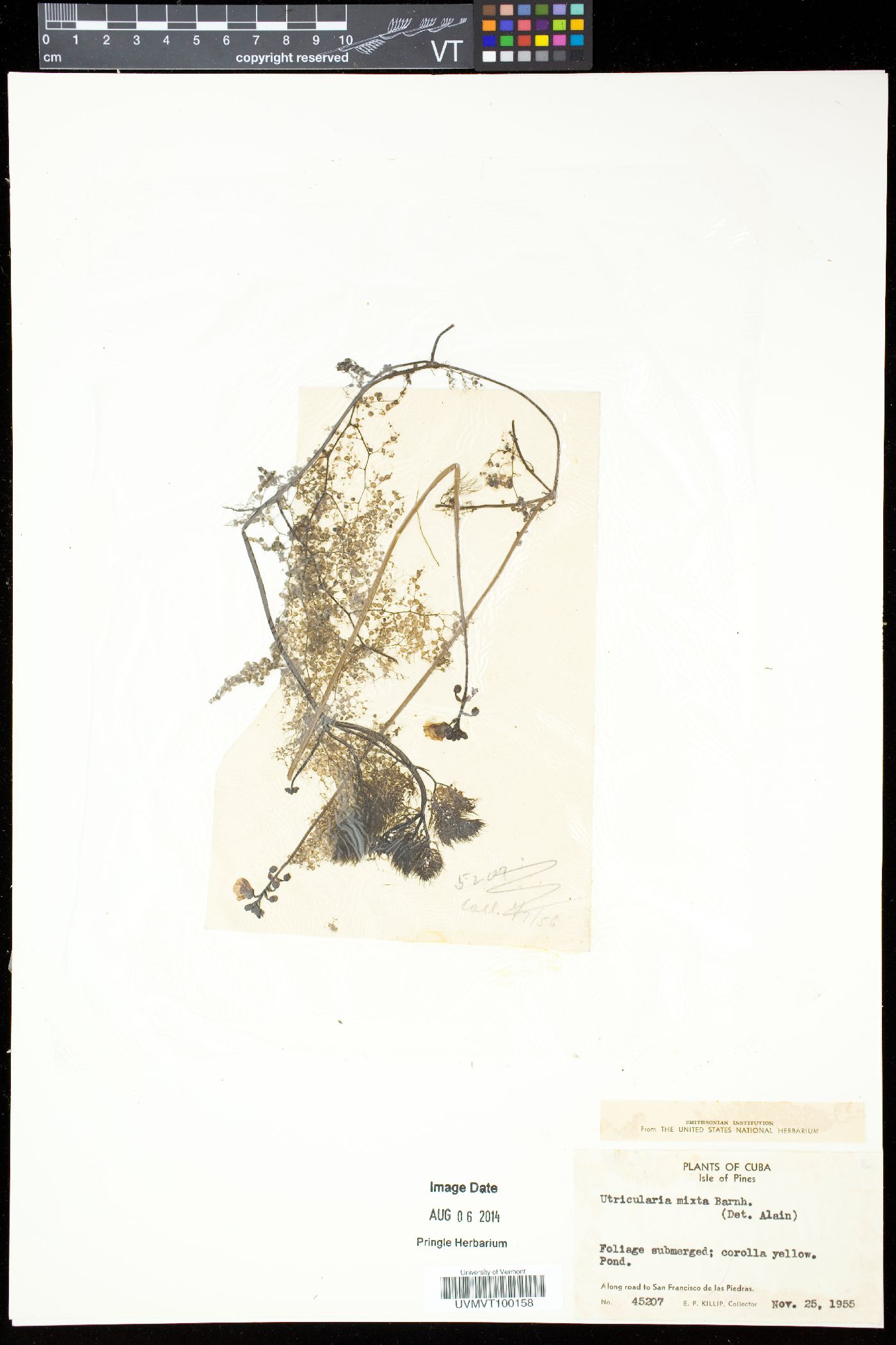 Utricularia mixta image