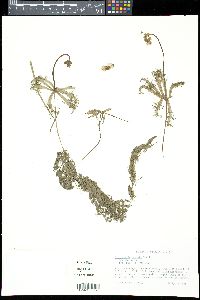 Utricularia radiata image