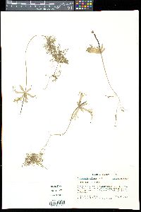 Utricularia radiata image
