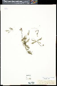 Utricularia radiata image