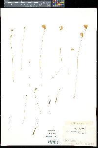 Utricularia pusilla image