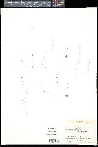 Utricularia pusilla image