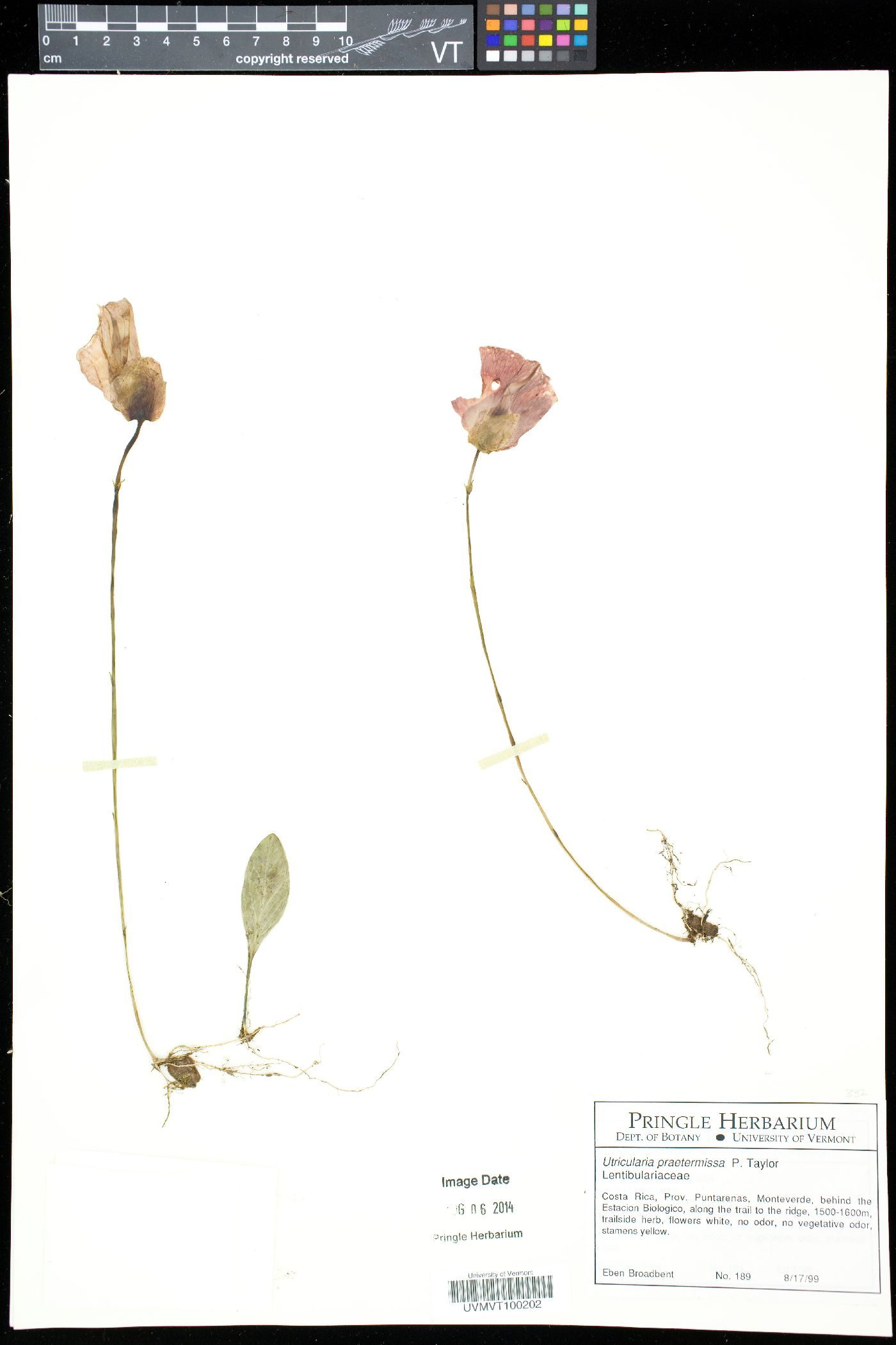 Utricularia praetermissa image