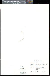 Utricularia subulata image