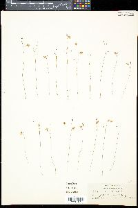 Utricularia subulata image