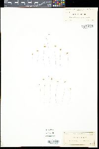 Utricularia subulata image