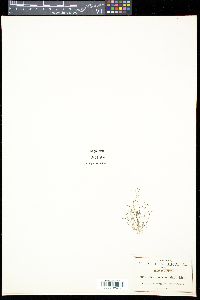 Utricularia subulata image