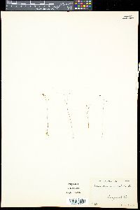 Utricularia subulata image
