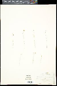 Utricularia subulata image
