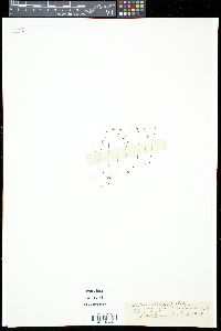 Utricularia subulata image