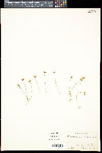 Utricularia subulata image