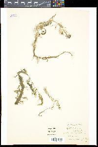 Utricularia stellaris image