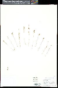 Utricularia simulans image